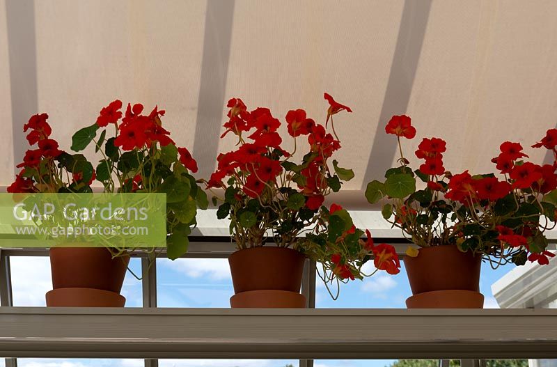 Three pots of Nasturtiums - Tropaeolum on a shelf in a greenhouse.