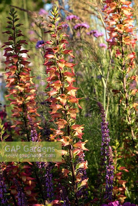 Digitalis x valinii 'Firebird', flowers in May to July and is growing with Salvia 'Amethyst' .