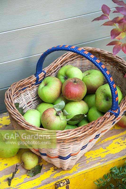 Woven basket with harvested apples