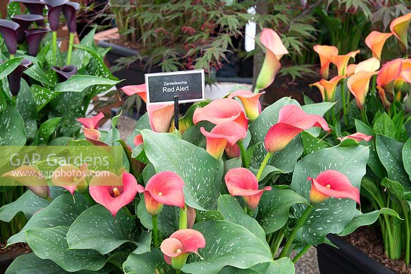 Zantedeschia 'Red Alert' on the 'Brighter Blooms' Nursery display at the Tatton RHS Flower Show 2019