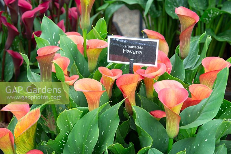 Zantedeschia 'Havana' on the 'Brighter Blooms' Nursery at the Tatton RHS Flower Show 2019