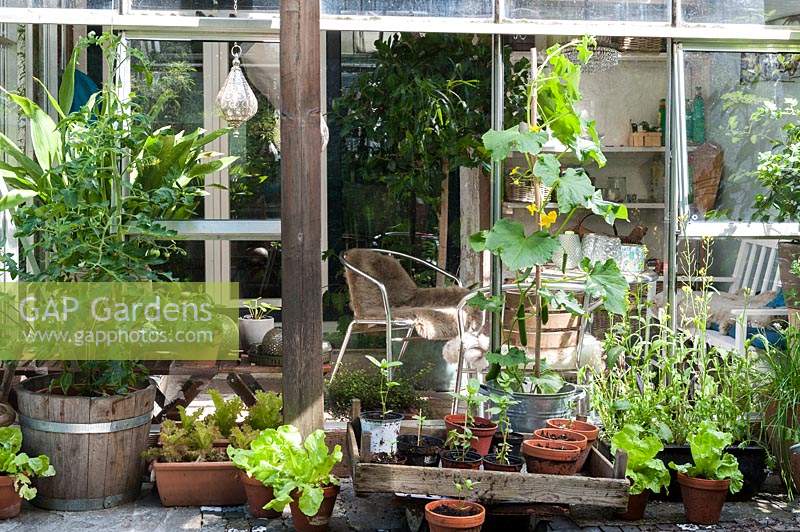 Lean to greenhouse with pots in front - growing Salads, Tomatoes, Cucumbers and Zinnias are planted in pots on patio