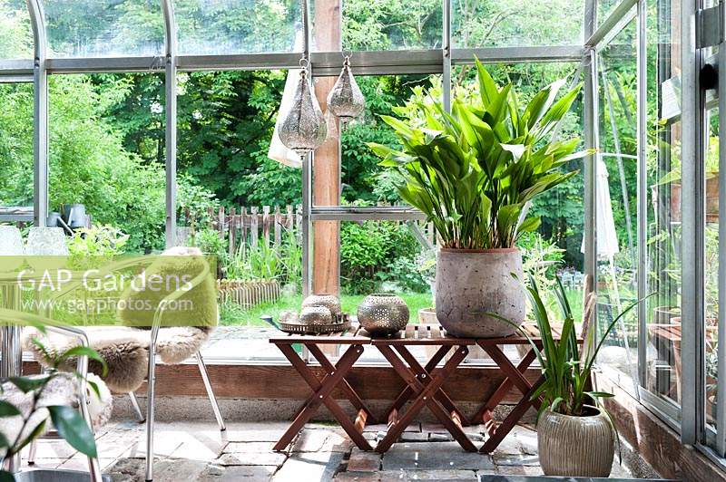 Aspidistra, Cymbidie and Camellia are planted in pots. Conservatory in May.