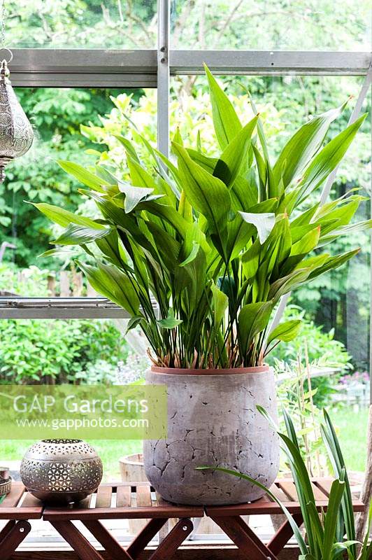 Aspidistra in a grey ceramic pot on a wodden side table. Greenhouse in May