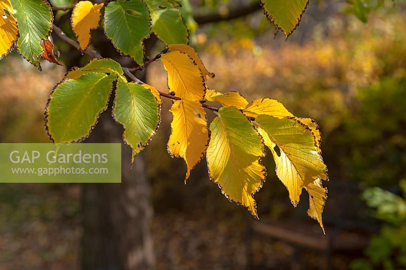 Ulmus Hollandica 'Commelin' branch with yellow and green autumn leaves 