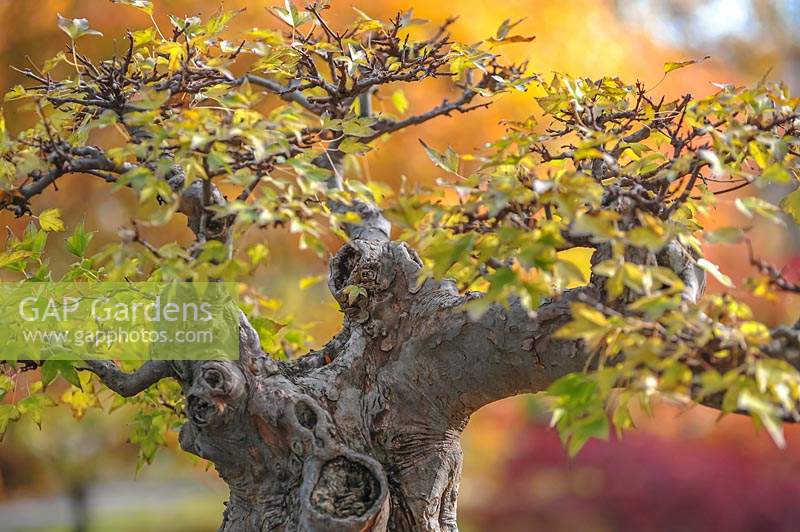 Acer Buergerianum Bonsai tree 