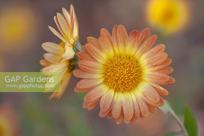 Dendranthema x indicum Hybrid 'Dernier Soleil' flower portrait close up. 