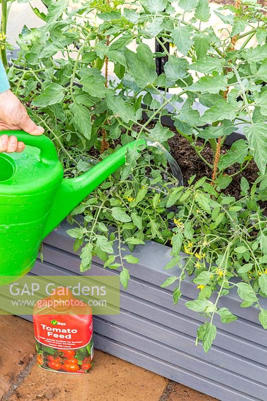 Watering tomatoes with feed