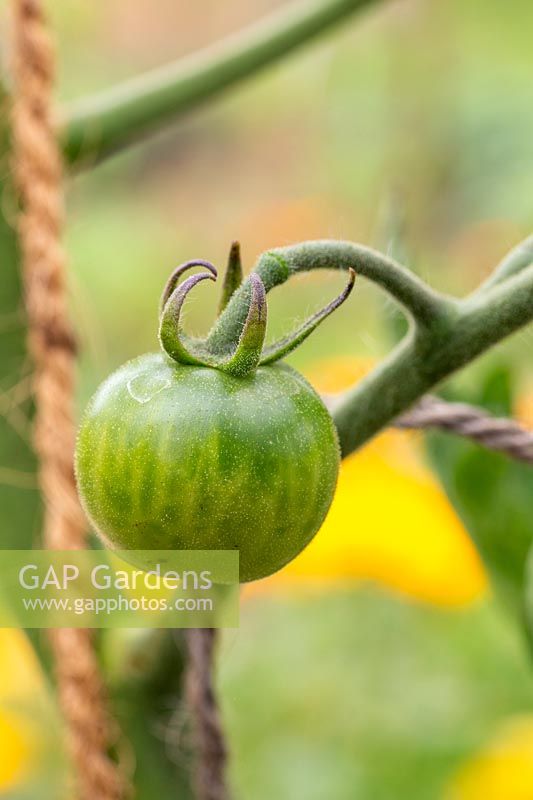 Solanum lycopersicum 'Sungold' - unripe green tomato
