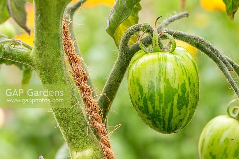 Solanum lycopersicum 'Tigerella' - unripe tomato
