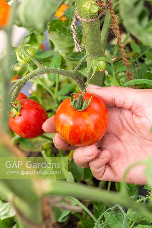Picking tomato 'Tigerella'