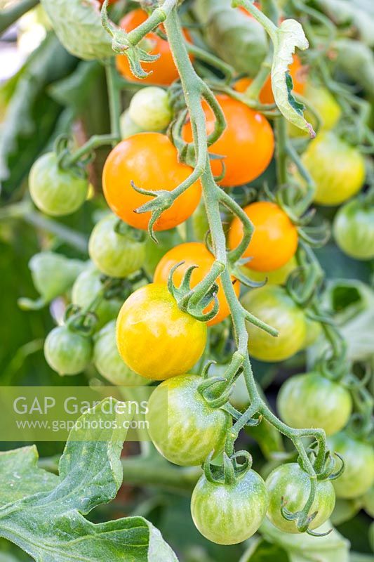 Solanum lycopersicum 'Sungold' - Tomato - truss showing the gradual ripening