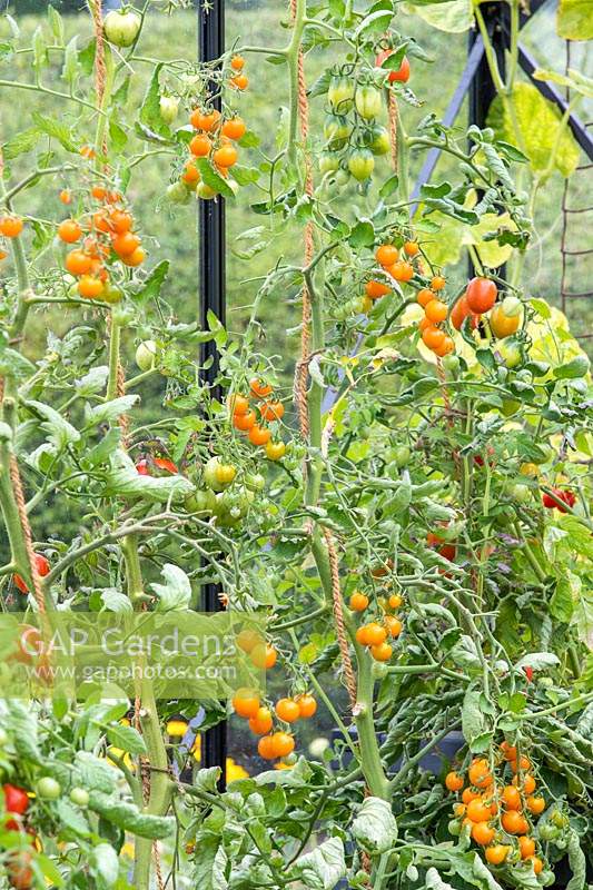 Tomatoes growing in greenhouse - container with 'San Marzano', 'Sungold'  and  'Tigerella'