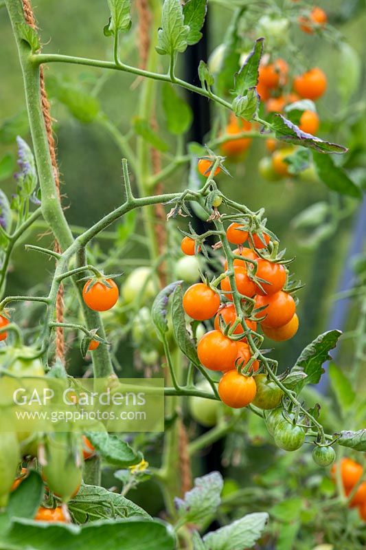 Solanum lycopersicum 'Sungold' - tomatoes growing in greenhouse