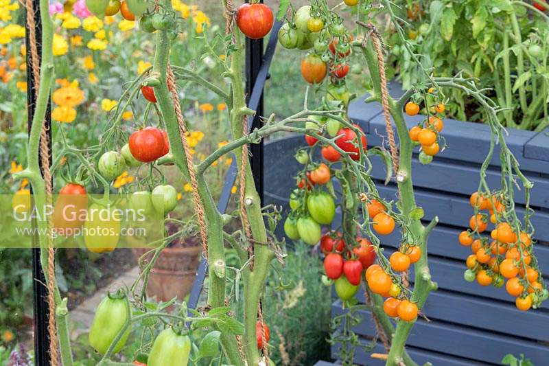 Solanum Lycopersicum 'San Marzano' 'Tigerella' 'Sungold' with foliage removed 