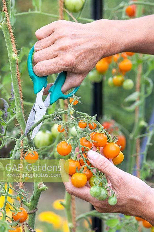Woman cutting a truss of Tomato 'Sungold'