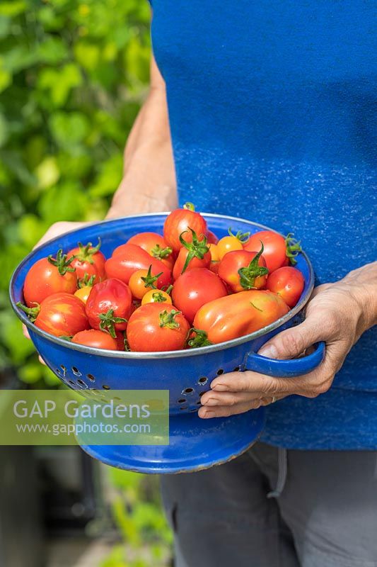 Woman holding colander with mix of harvested tomatoes 