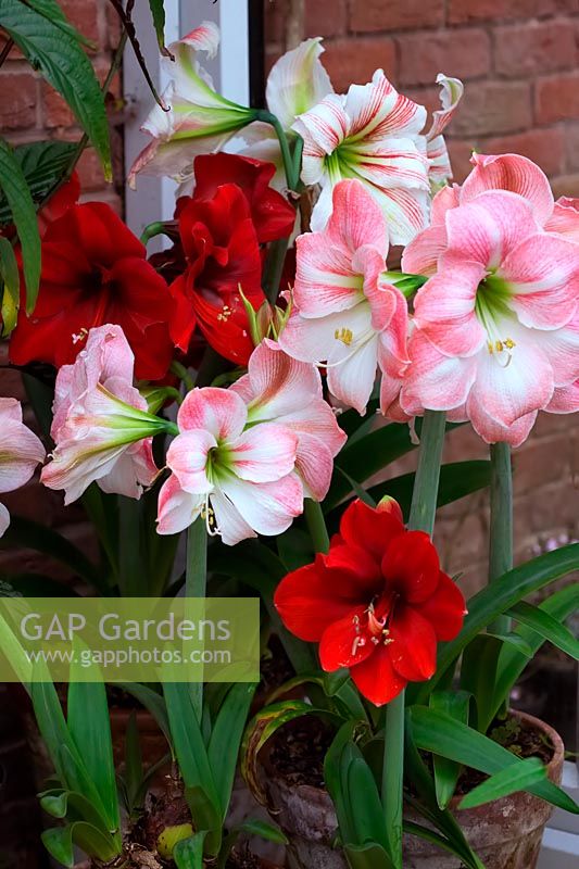 Hippeastrum syn. Amaryllis in spring containers 