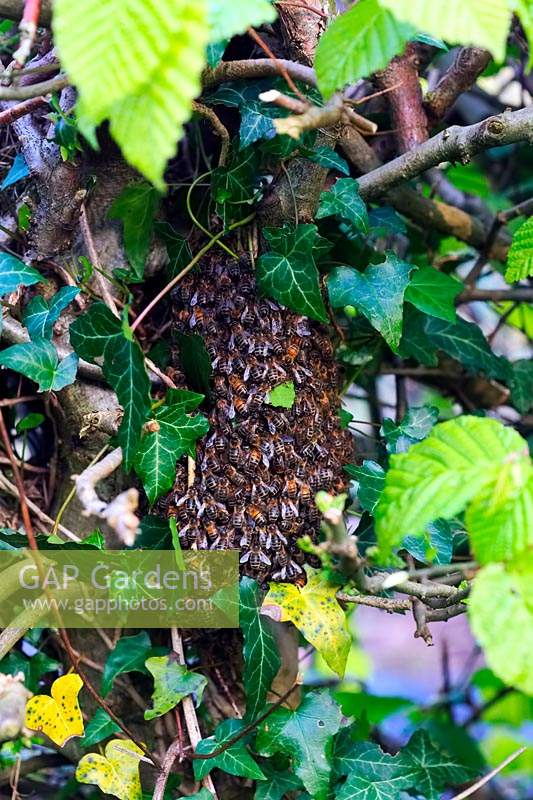 Apis mellifera - An early swarn of Honey Bees 