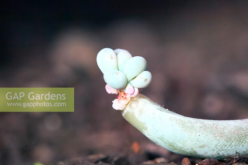 A shed leaf of Pachyphytum bracteosum spontaneously forms a new plant 