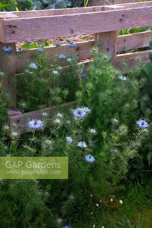 Nigella damascena - Love in the Mist - growing in front of an old compost heap