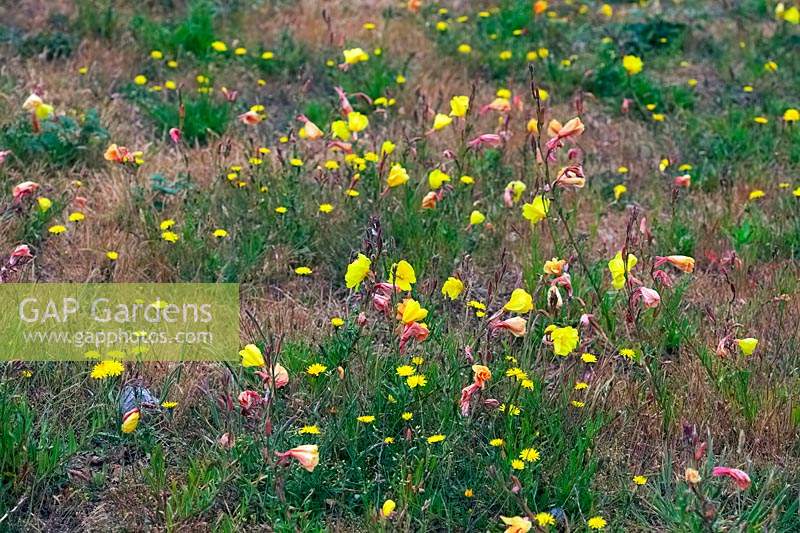 Oenothera stricta - Fragrant Evening Primrose