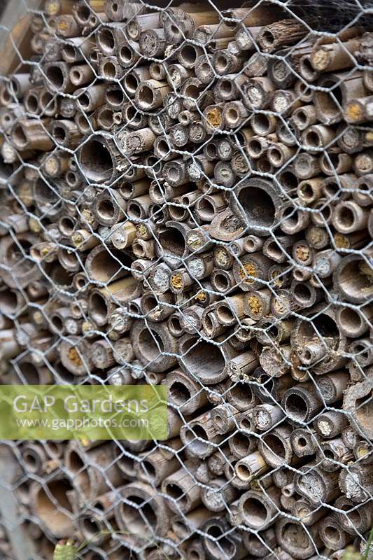 A bee wall for solitary bees at Knoll Gardens, Dorset - evidence of use shown by the clay stoppered bamboo tubes