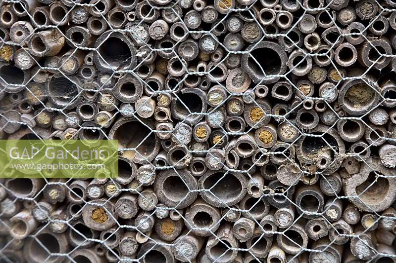 A bee wall for solitary bees at Knoll Gardens, Dorset - evidence of use shown by the clay stoppered bamboo tubes