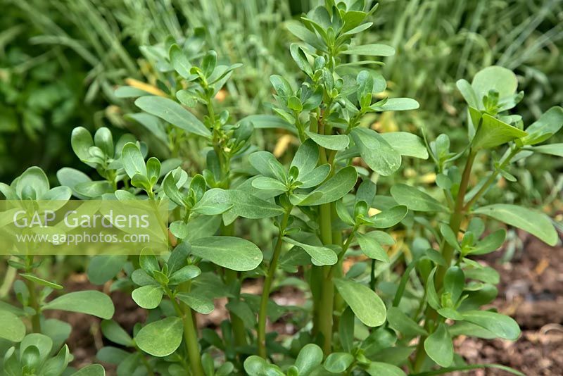 Portulaca oleracea - Green Purslane