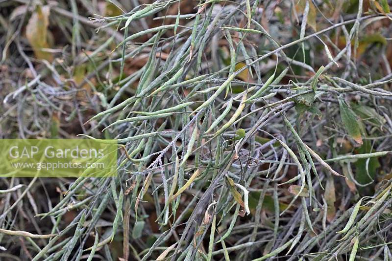 Brassica oleracea Kale 'Ragged Jack' - Acephala Group