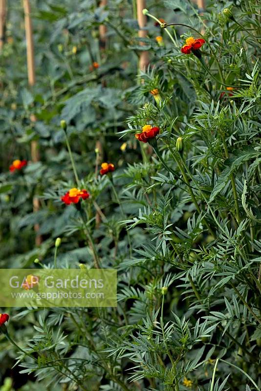 Tagetes growing with Solanum lycopersicum AGM to deter pests