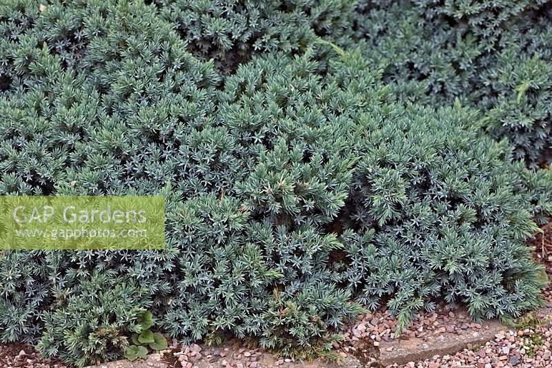 Juniperus squamata 'Blue Star' AGM in midsummer