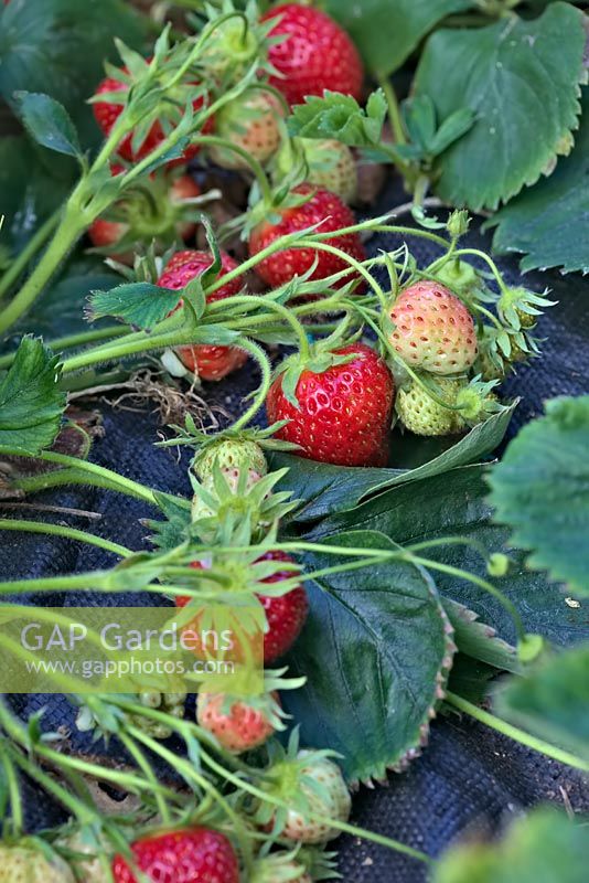 Fragaria x ananassa 'Judibell' - late cropping Strawberry 