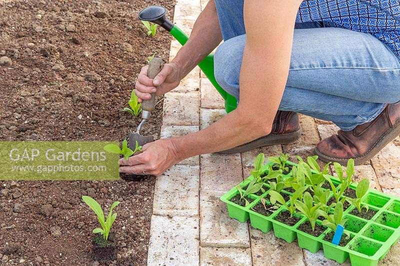 Woman planting seedlings using a handtrowel