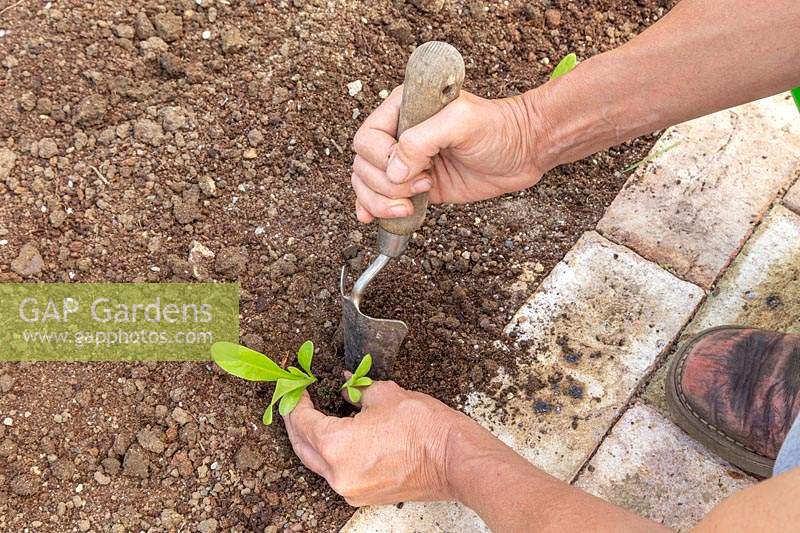 Woman planting seedlings using a handtrowel