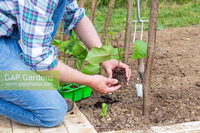 Man planting young Runner bean plants by newly erected hazel stick tunnel