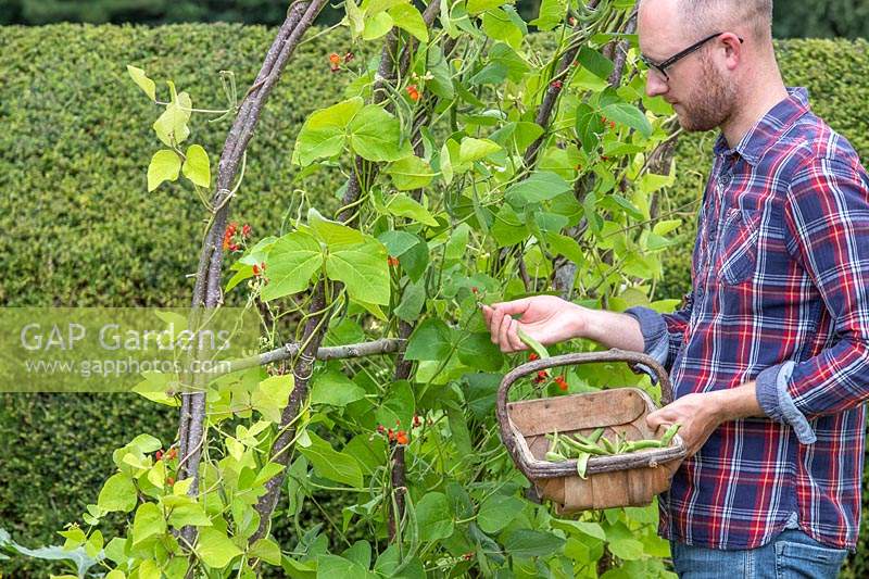 Man picking Runner Beans 'Polestar' from bean tunnel