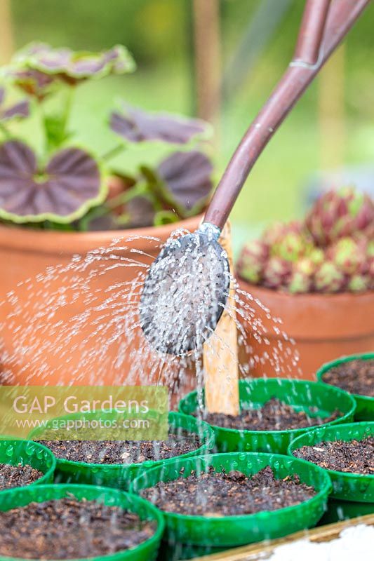 Woman watering newly sown sunflower seeds in pots with watering can.