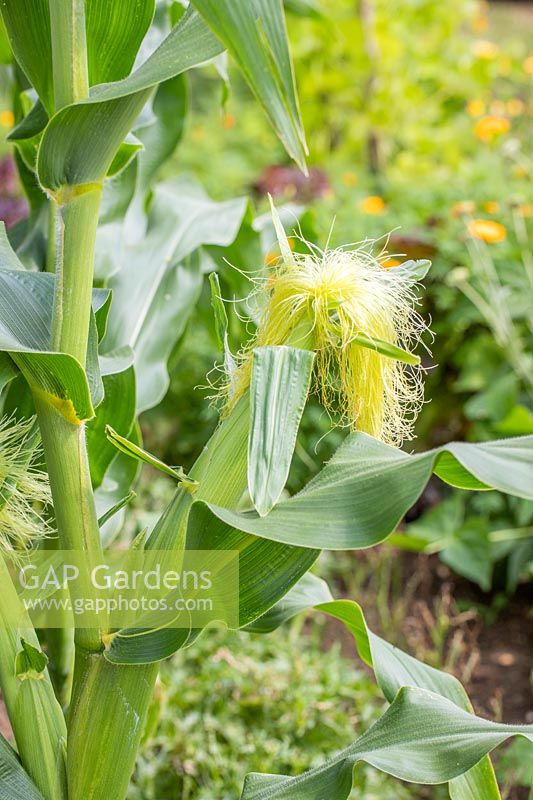 Zea mays - Sweetcorn 'Tyson' -  Cobs with silks developing. 