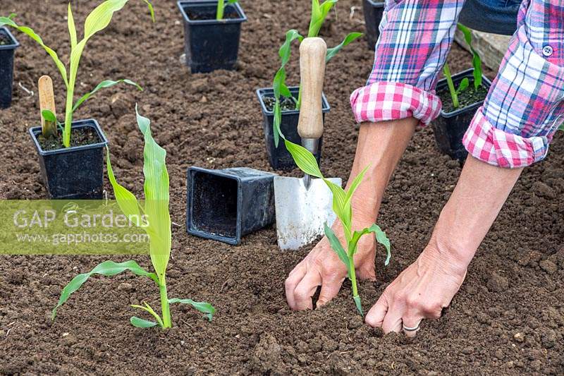 Woman firming the soil around newly planted Sweetcorn plants. 