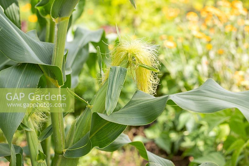 Zea mays - Sweetcorn 'Tyson' - Cobs with silks developing.