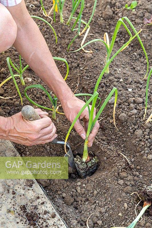 Woman planting rooted Onion sets using a hand trowel. 