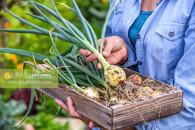 Woman holding wooden box with harvested Allium cepa 'Centurion' - Onion 'Centurion'.
