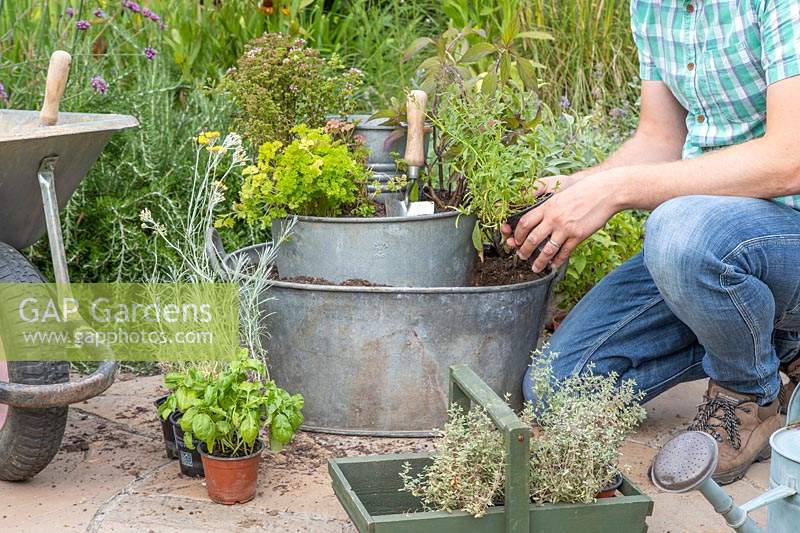 Man planting up the tiered container with a selection of herbs.
