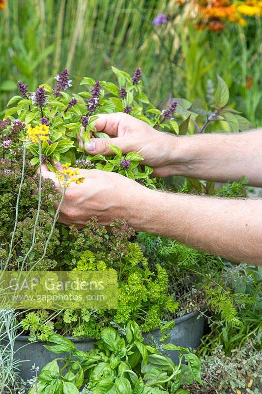Man picking herbs from planter.
