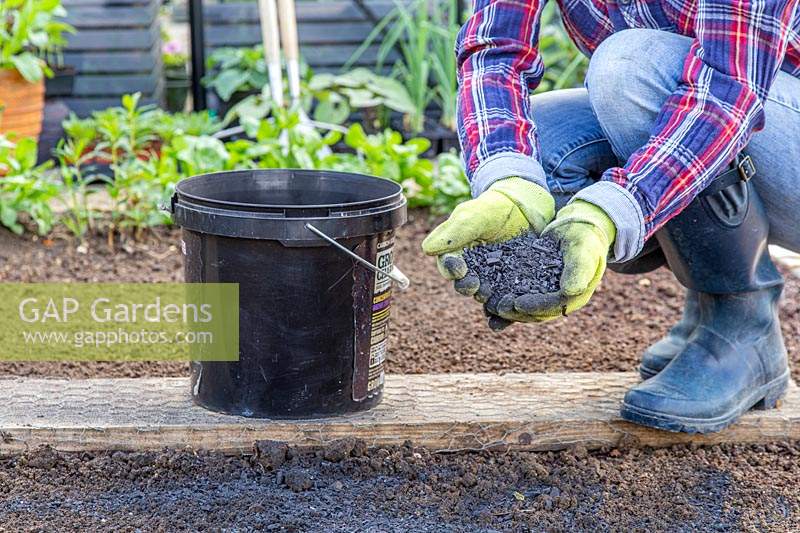 Woman adding charcoal to bed as soil improver.