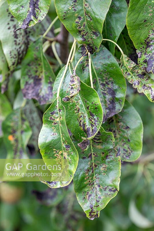 Leaf Blight on Conference Pear foliage