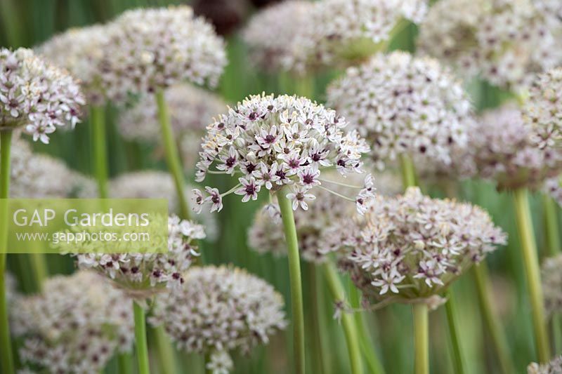 Allium 'Silver Spring' - White ornamental onion 'Silver Spring' 