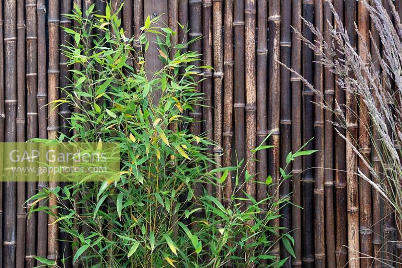 Bamboo foliage and bamboo screen. The Equilibrium Garden, designed by Richard Heys MICHort and Audra Bickerdyke, working with female prisoners at HMPPS and YOI Styal, RHS Tatton Park Flower Show, 2019.