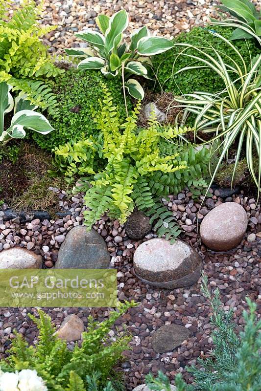 Osmunda regalis - Royal fern, stones and water in The Equilibrium Garden, designed by Richard Heys MICHort and Audra Bickerdyke, working with female prisoners at HMPPS and YOI Styal at RHS Tatton Park Flower Show, 2019.